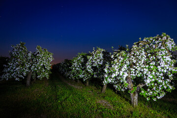 Kwitnące jabłonie w owocowym sadzie w nocy