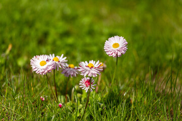Wiosenne piękne łąkowe  kolorowe kwiaty na tle zieleni