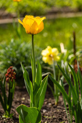 Naklejka premium Wiosenne piękne kolorowe ogrodowe tulipany w słońcu