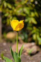 Wiosenne piękne kolorowe ogrodowe tulipany w słońcu