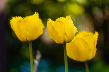Wiosenne piękne kolorowe ogrodowe tulipany w słońcu