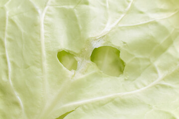 Cabbage leaves with hole by insects causes cabbage worms. Vegetable leaf texture background. 
