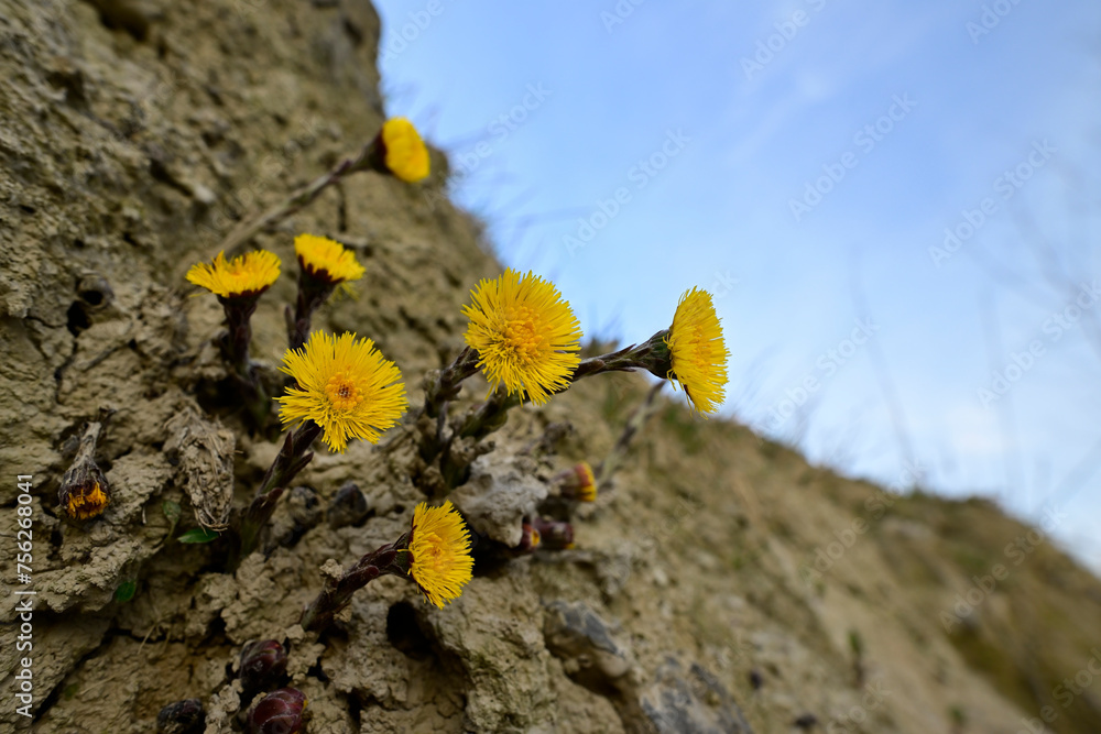 Poster Coltsfoot // Huflattich (Tussilago farfara) 