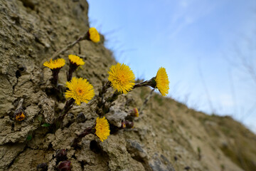 Coltsfoot // Huflattich (Tussilago farfara) 