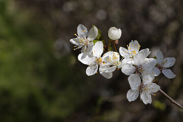 Cherry blossom. Spring garden background. Selective focus