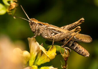 A light brown grasshopper with short antennae sits on small yellow flowers in thickets of green grass on a cloudy summer day.