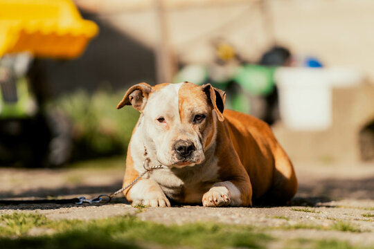 american staffordshire terrier dog isolated. amstaff