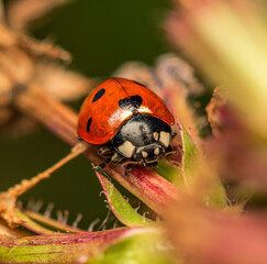 A red ladybug with black dots crawls along a pink stem of grass on a cloudy summer day.