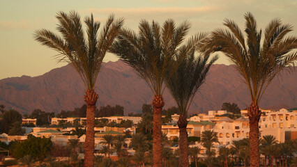 Palm trees with the Sinai Mountains in the background.