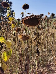 old sunflowers field