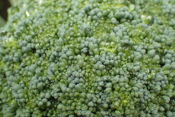 broccoli vegetable from my garden