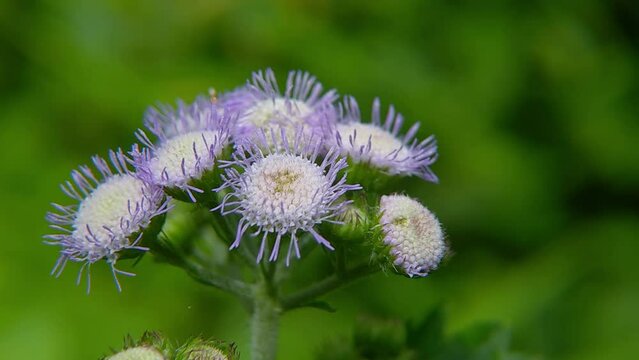 Bandotan flowers or Ageratum conyzoides blowing in the gentle wind