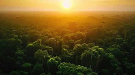 Fototapeta na wymiar Sunset over the lush green rainforest canopy. Environmental