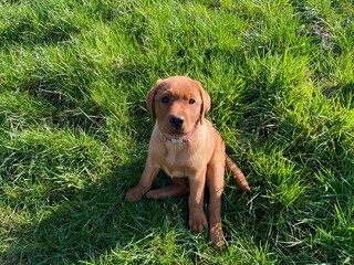 Labrador puppy  retriever in the grass