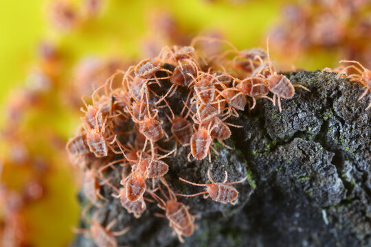 Mass group Mites of genus Bryobia in the spider mite family, Tetranychidae. These pests feed on plants.