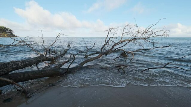 Lockdown shot of dead leafless trees fallen on shore with wavy ocean at beach under cloudy sky during daytime