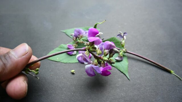 Lablab purpureus flowers. It&nbsp;is a species of&nbsp;bean&nbsp;in the family&nbsp;Fabaceae. Its other names include&nbsp;lablab,&nbsp;bonavist bean pea,&nbsp;dolichos bean,&nbsp;seim ,&nbsp;lablab ,&nbsp;Egyptian kidney ,&nbsp;Indian bean.