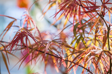 red leaves of Japanese maple on a blurred background of branches and sky