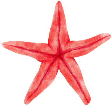 Starfish or sea stars watercolor illustration