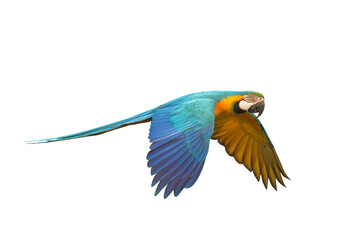 Colorful flying Blue and Gold Macaw parrot isolated on transparent background png file