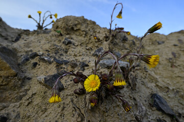 Coltsfoot // Huflattich (Tussilago farfara) 