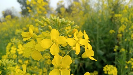 Fields of Gold - Yellow Mustard Blooms Amidst Verdant Green Leaves