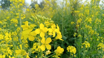 Fields of Gold - Yellow Mustard Blooms Amidst Verdant Green Leaves