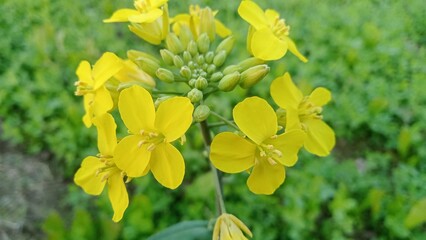 Fields of Gold - Yellow Mustard Blooms Amidst Verdant Green Leaves