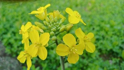 Fields of Gold - Yellow Mustard Blooms Amidst Verdant Green Leaves