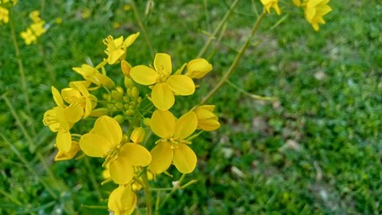 Fields of Gold - Yellow Mustard Blooms Amidst Verdant Green Leaves