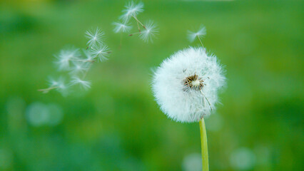 CLOSE UP: A dandelion losing seeds to the wind, set against a verdant backdrop. - obrazy, fototapety, plakaty