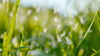 CLOSE UP: Detailed shot of white dandelion seeds floating around the tall grass.