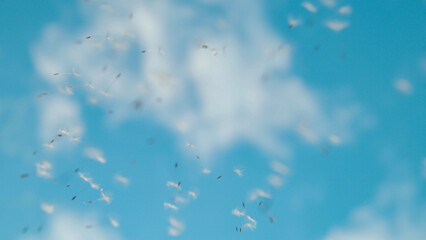 CLOSE UP: Tiny white seeds of a dandelion carried away by the wind into the sky - obrazy, fototapety, plakaty