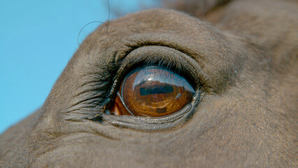 CLOSE UP: Close-up view capturing intricate detail and beauty in a horse's eye.