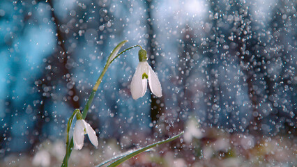 CLOSE UP: Fresh springtime rain falls on the delicate little snowdrop flowers. - obrazy, fototapety, plakaty