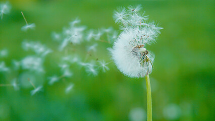 CLOSE UP, DOF: Gentle breeze sweeps fluffy dandelion seeds gently across the air