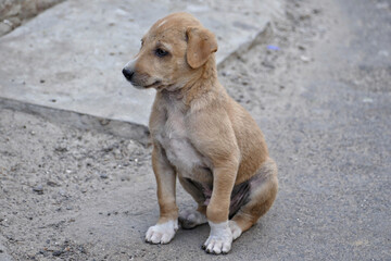 Portrait of a feral puppy in Ahmedabad, India
