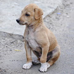 Portrait of a feral puppy in Ahmedabad, India