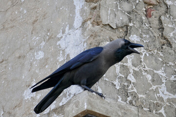 Portrait of a crow in Ahmedabad, India