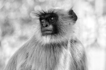 Portrait of Gray Langur in Ahmedabad, India