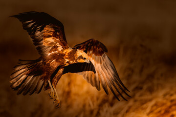 Flying bird of prey. Artistic wildlife photography. Dark nature background.