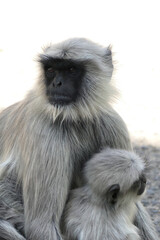 Portrait of Gray Langur with baby in Ahmedabad, India