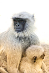 Portrait of Gray Langur with baby in Ahmedabad, India