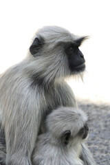 Portrait of Gray Langur with baby in Ahmedabad, India