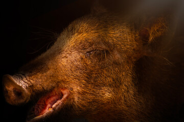 Boar. Artistic wildlife photography. Dark nature background. 