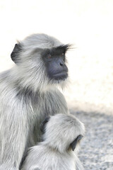 Portrait of Gray Langur with baby in Ahmedabad, India
