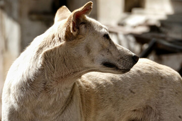 Feral dog in Ahmedabad, India