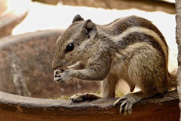 Portrait of a cute Northern Palm Squirrel in Ahmedabad, India