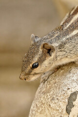 Portrait of a cute Northern Palm Squirrel in Ahmedabad, India