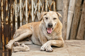 Portrait of a feral dog in Ahmedabad, India	